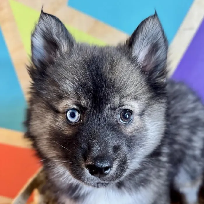 Male Pomsky Puppy for Sale in Joplin, MO