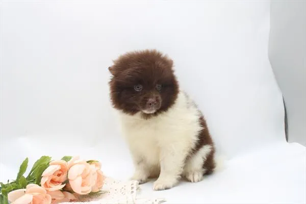 Male Pomeranian puppy named Hershey for sale at Petland Joplin.