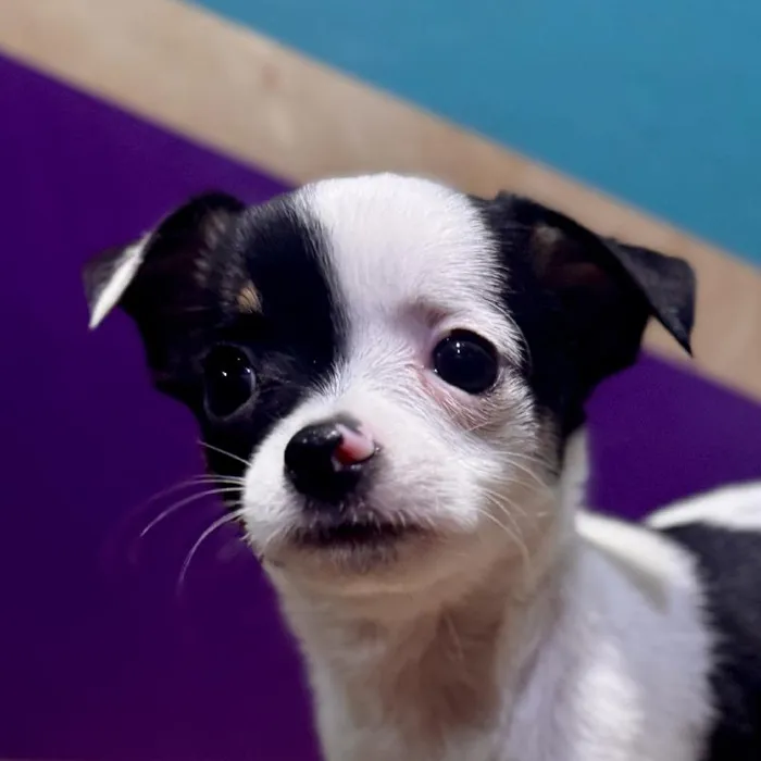 Male Chihuahua Puppy for Sale in Fayetteville, AR