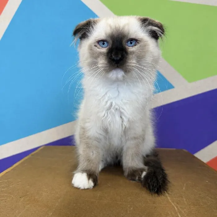 Male Scottish Fold kitten named Loki for sale at Petland Fayetteville.