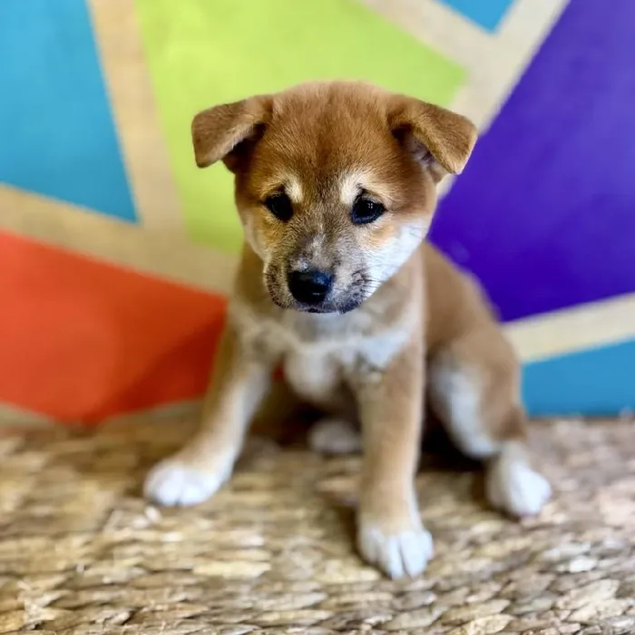 Male Shiba Inu Puppy for Sale in Joplin, MO