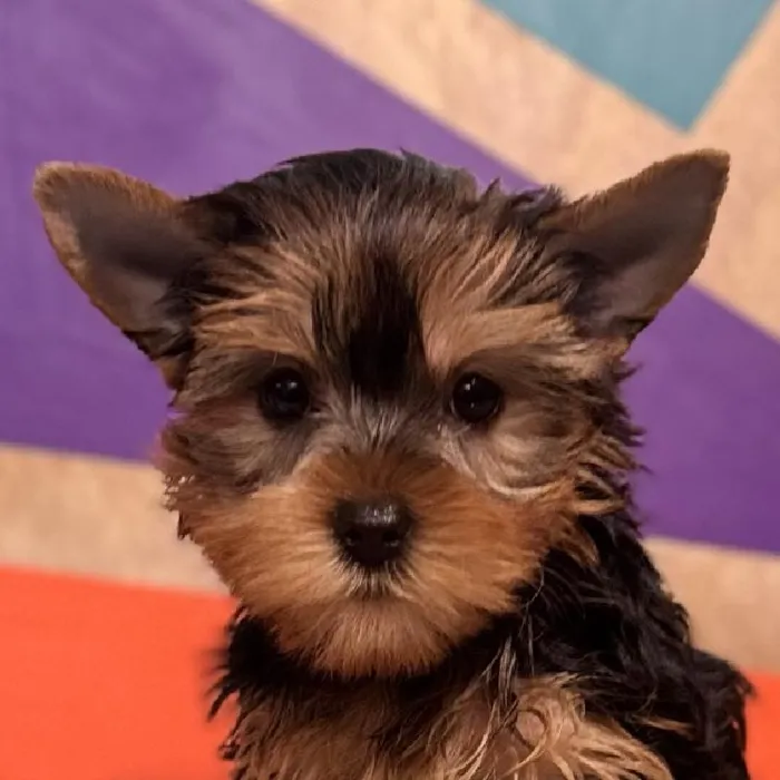 Female Yorkie Puppy for Sale in Rogers, AR