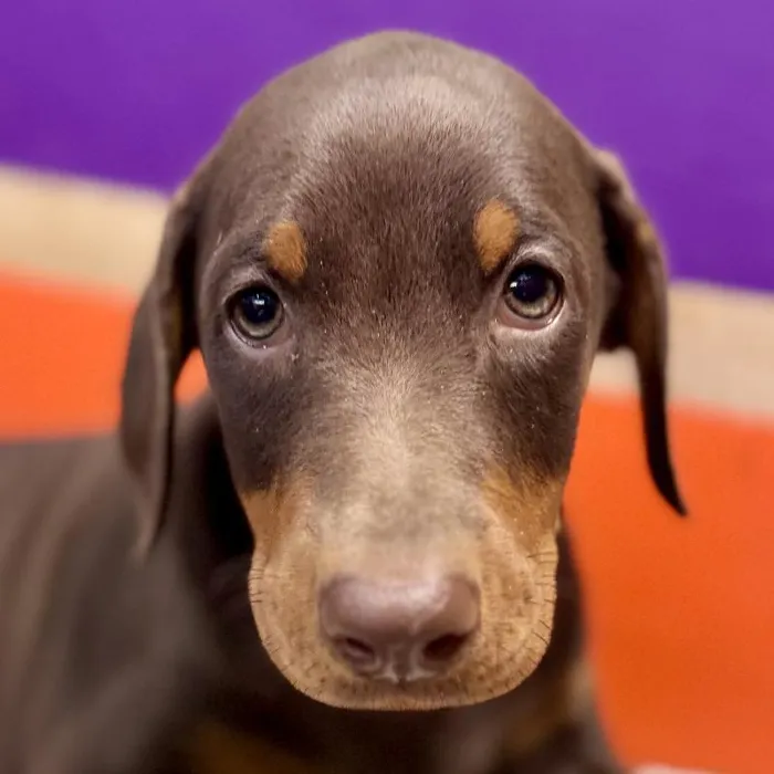 Female Doberman Pinscher puppy named Tina for sale at Petland Joplin.