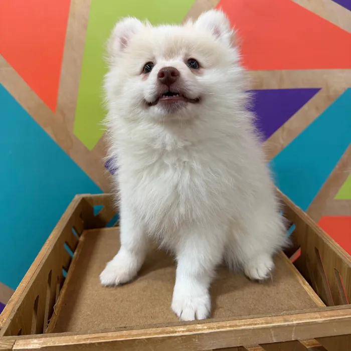 Male Pomeranian puppy named Spirit for sale at Petland Joplin.