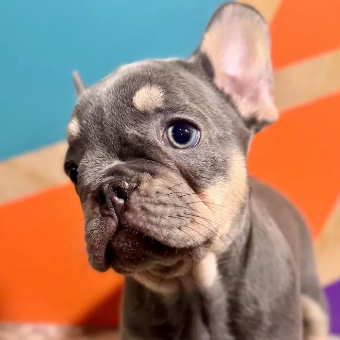 Female French Bulldog Puppy for Sale in Rogers, AR