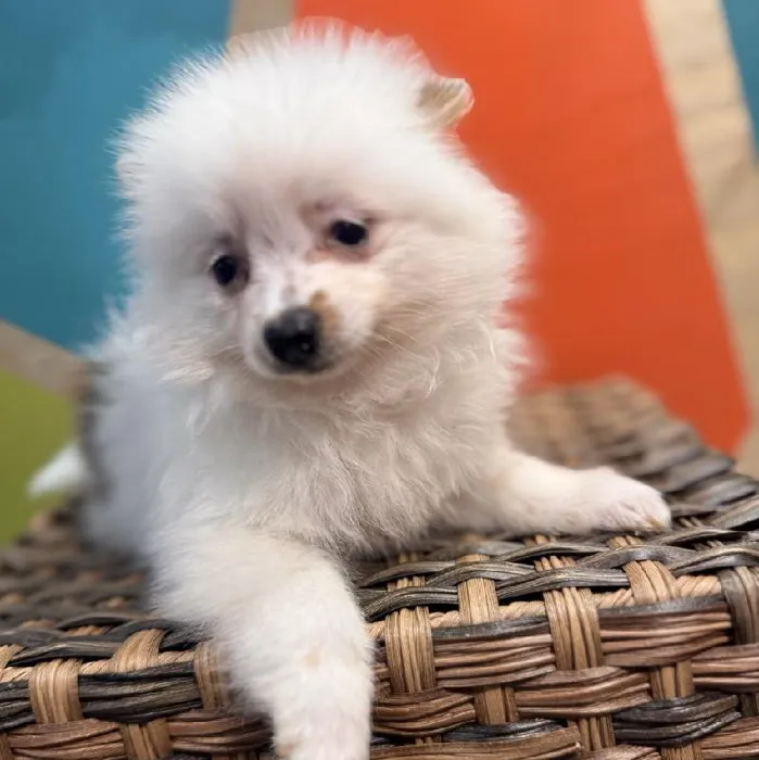 Male Pomeranian puppy named Fred for sale at Petland Rogers.