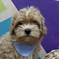 Male Maltipoo puppy named Bronx for sale at Petland Wichita West.