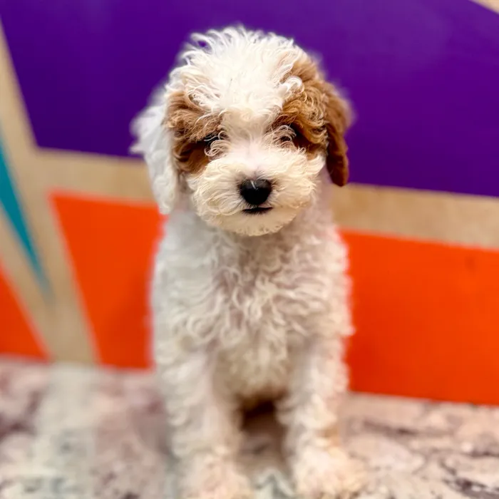Male Mini Poodle puppy named Nacho for sale at Petland Rogers.