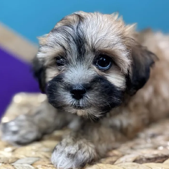 Female Teddy Bear Puppy for Sale in Joplin, MO
