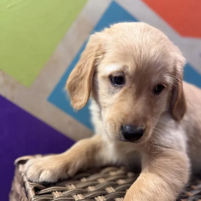 Male Golden Retriever Puppy for Sale in Rogers, AR