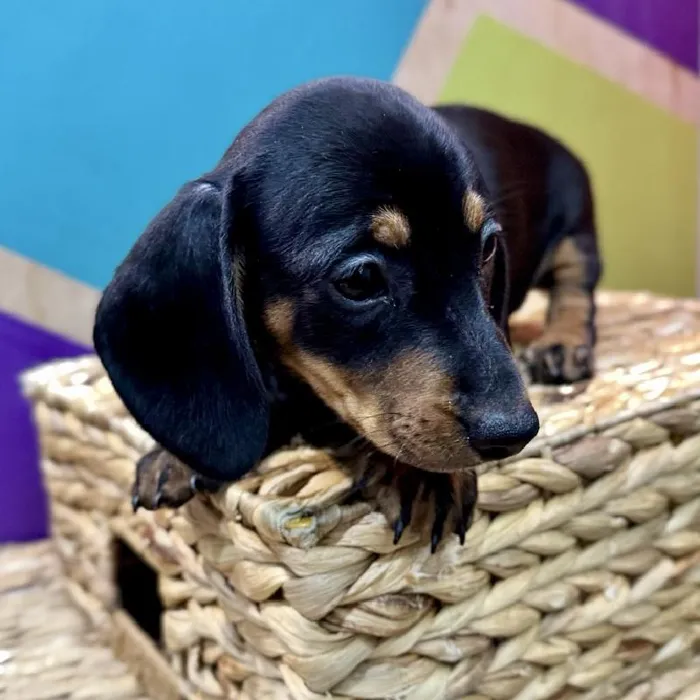 Male Dachshund Puppy for Sale in Rogers, AR