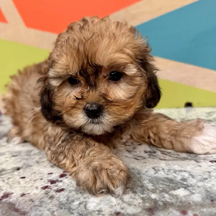 Female Shipoo Puppy for Sale in Fayetteville, AR