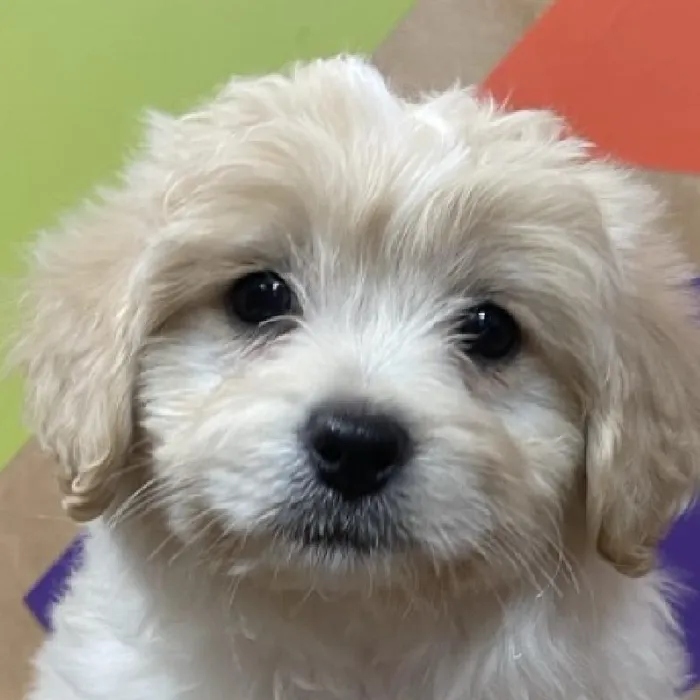 Female Peke-A-Poo puppy named Elizabeth for sale at Petland Joplin.