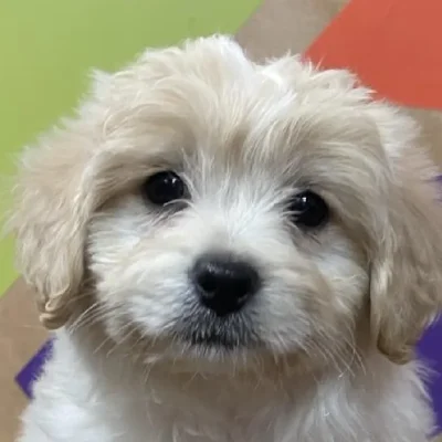 Female Peke-A-Poo puppy named Elizabeth for sale at Petland Joplin.