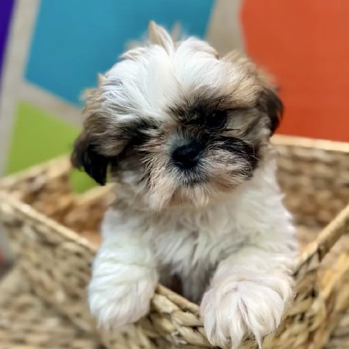 Male Shih Tzu Puppy for Sale in Rogers, AR