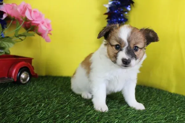 Male Papillon puppy for sale at Petland Wichita West.