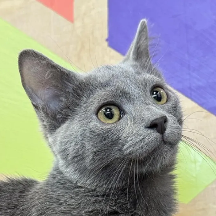 Male Russian Blue kitten named Gravel for sale at Petland Joplin.