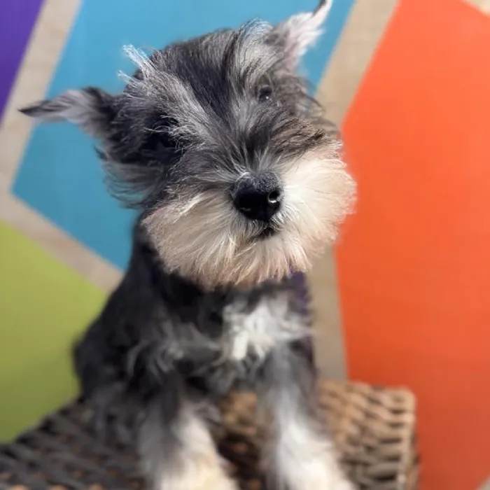 Female Mini Schnauzer puppy named Peppa for sale at Petland Rogers.