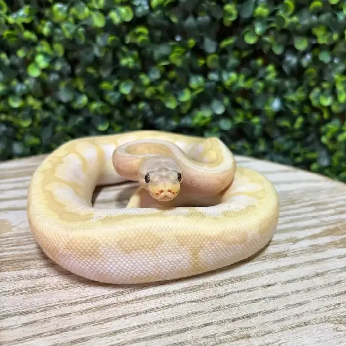 Male Ball Python reptile for sale at Petland Joplin.