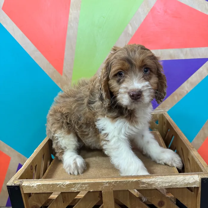 Male Cockapoo puppy named Benjamin for sale at Petland Joplin.