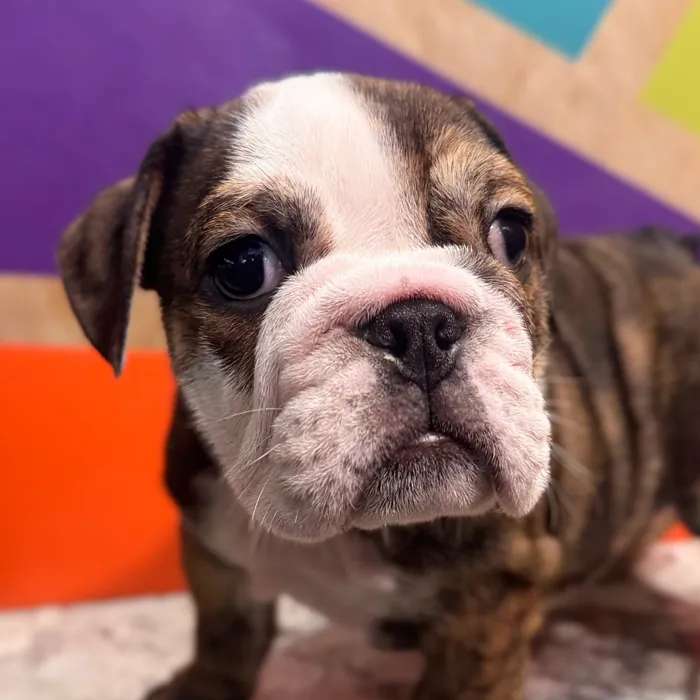 Female English Bulldog puppy for sale at Petland Rogers.