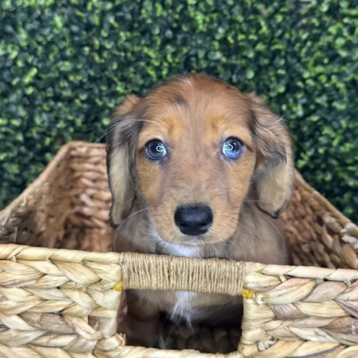 Female Dachshund Puppy for Sale in Rogers, AR