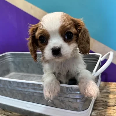 Male Cavalier King Charles Spaniel Puppy for Sale in Rogers, AR