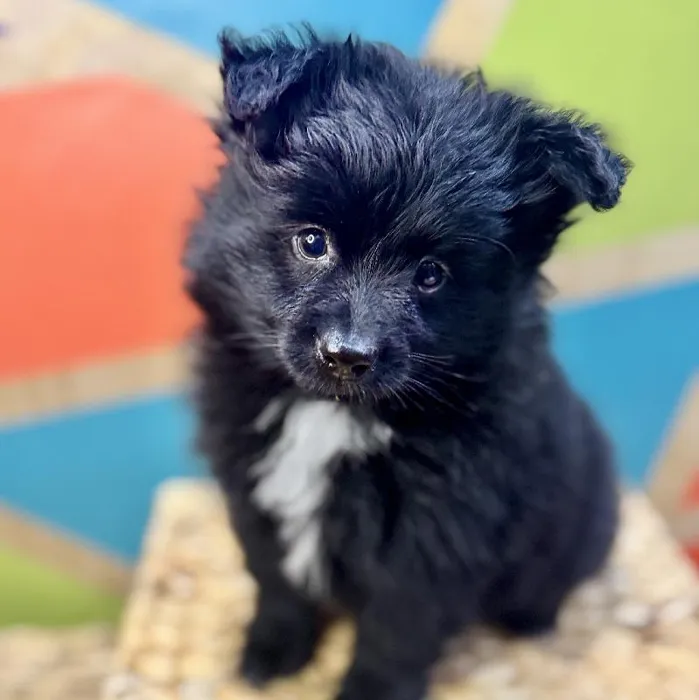 Male Pomeranian Puppy for Sale in Rogers, AR