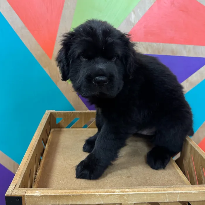 Male Mini Hippo puppy named Herman for sale at Petland Fayetteville.
