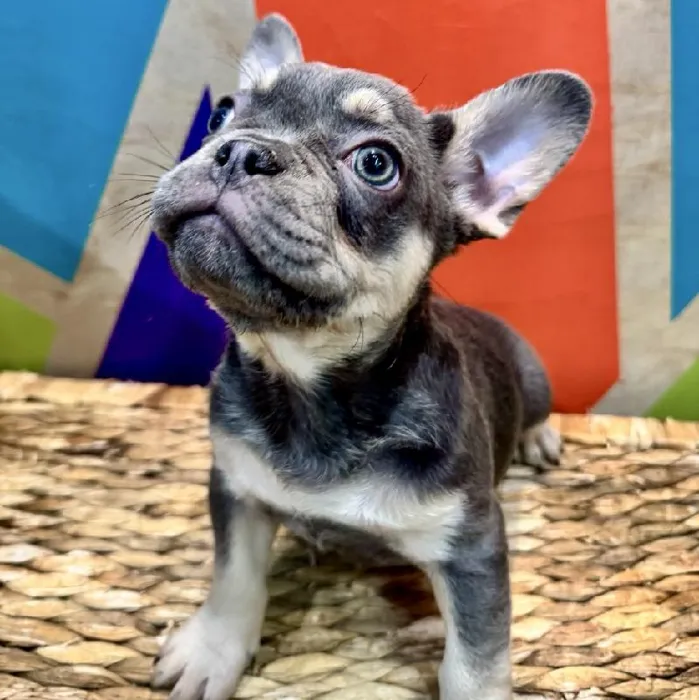 Female French Bulldog Puppy for Sale in Rogers, AR