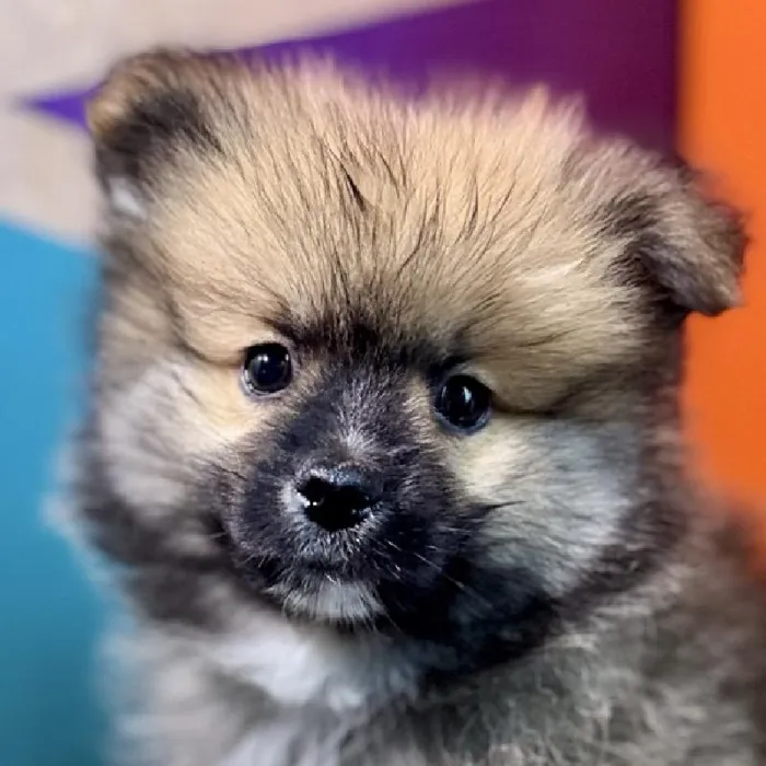 Male Pomeranian Puppy for Sale in Rogers, AR