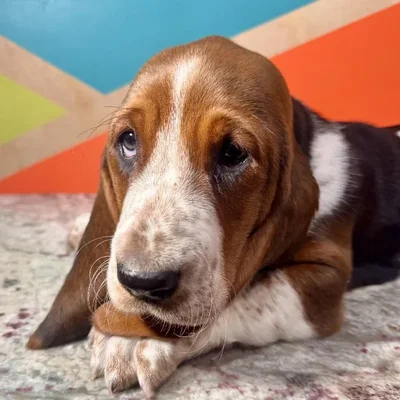 Female Basset Hound puppy named Chili for sale at Petland Rogers.