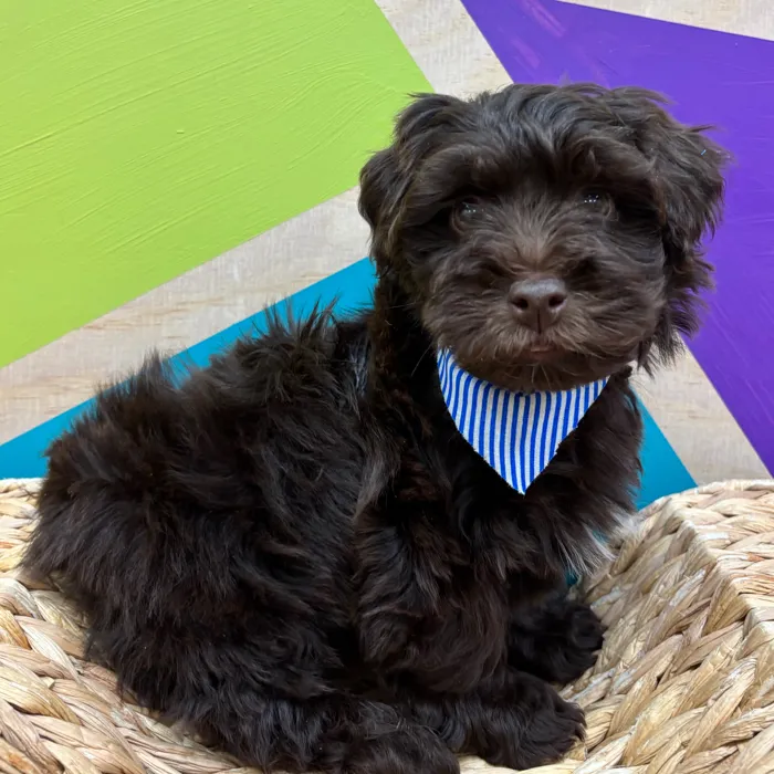 Male Havapoo puppy named Chewy for sale at Petland Wichita West.