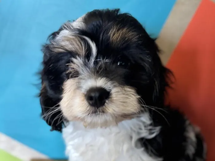Male Cavapoo Puppy for Sale in Rogers, AR