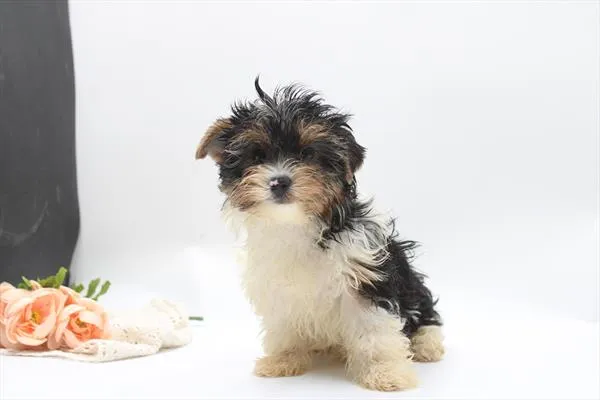 Male Biewer Terrier puppy for sale at Petland Rogers.