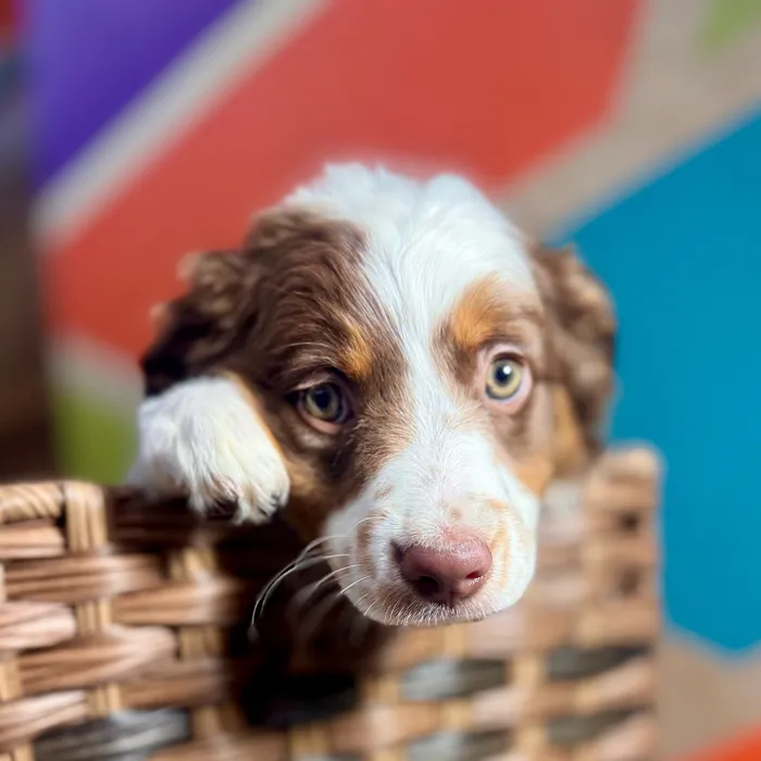 Female Mini Aussie puppy named Ginger for sale at Petland Rogers.