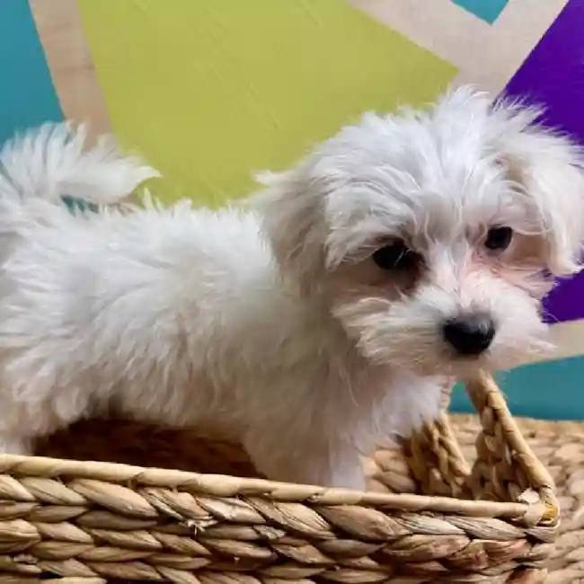 Male Maltichon Puppy for Sale in Rogers, AR