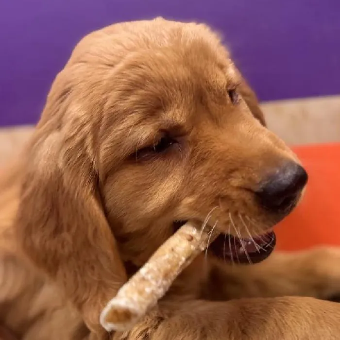 Male Golden Retriever puppy named Carl for sale at Petland Fayetteville.
