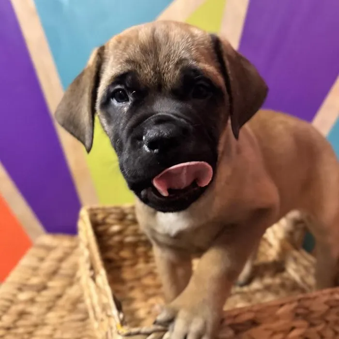 Female Bullmastiff Puppy for Sale in Joplin, MO