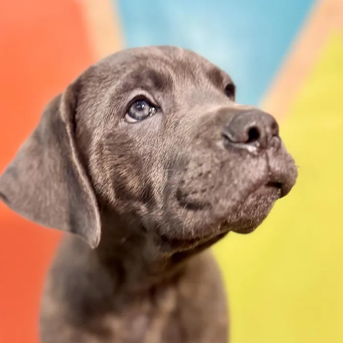Male Cane Corso puppy named Rex for sale at Petland Rogers.