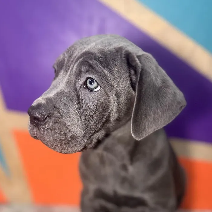 Female Cane Corso puppy named Blu Bell for sale at Petland Rogers.