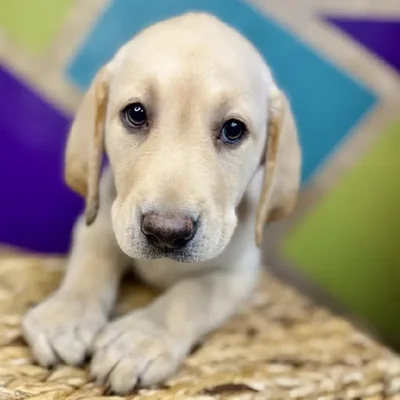 Male Labrador Retriever Puppy for Sale in Rogers, AR