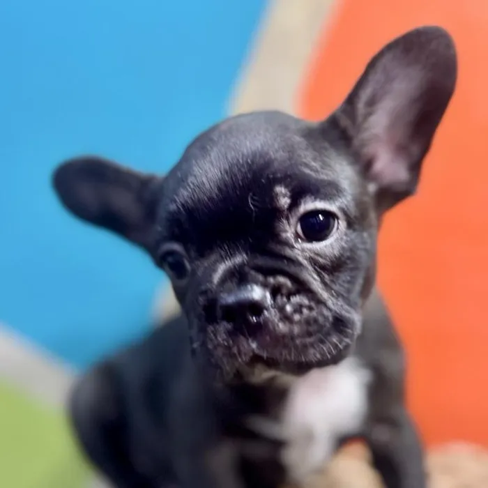 Male Frenchton puppy named Fraiser for sale at Petland Rogers.