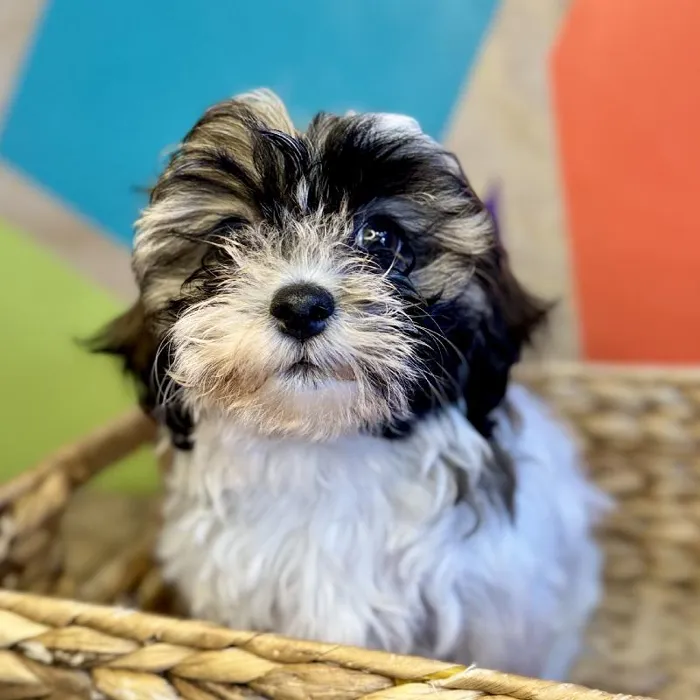 Female Teddy Bear Puppy for Sale in Rogers, AR
