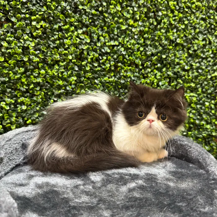 Female Exotic kitten named Oero for sale at Petland Rogers.