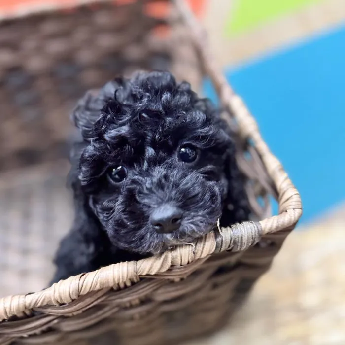 Female Shipoo Puppy for Sale in Rogers, AR