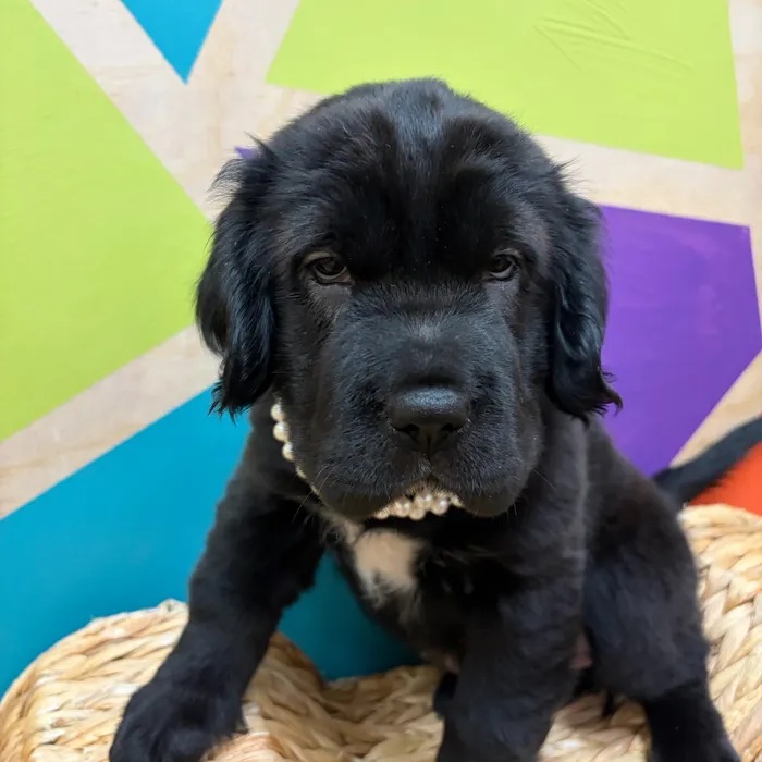 Female Mini Hippo puppy named Ebony for sale at Petland Wichita West.