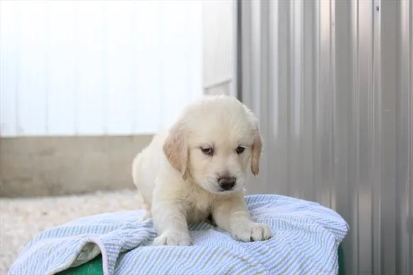 Male Golden Retriever puppy for sale at Petland Rogers.