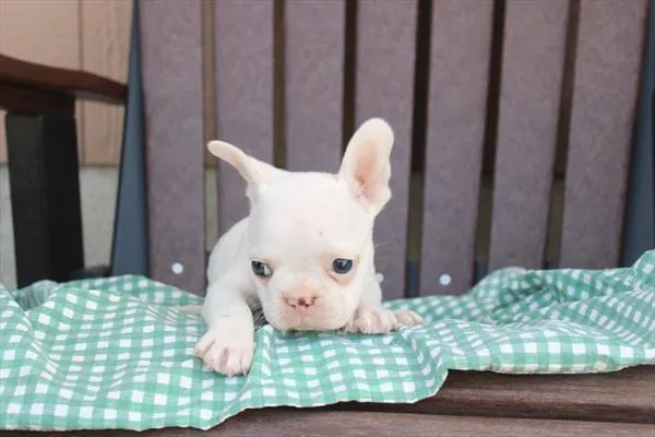Male French Bulldog puppy for sale at Petland Joplin.