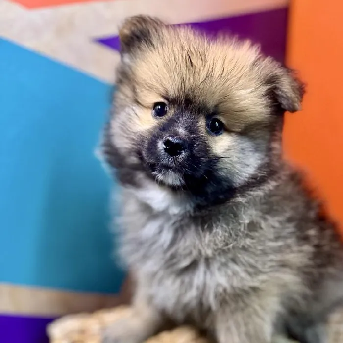 Male Pomeranian Puppy for Sale in Rogers, AR